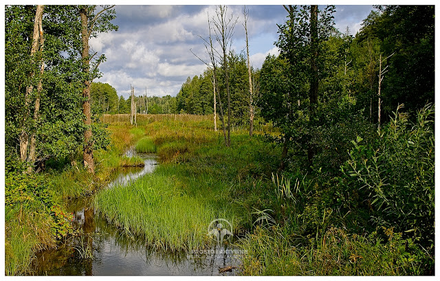 Puszcza Białowieska