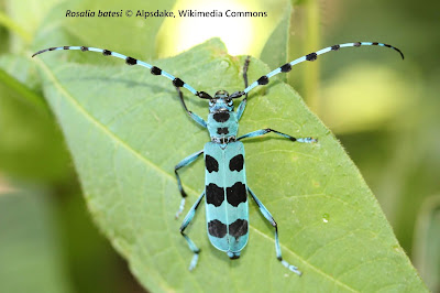 Escarabajo azul con manchas negras parado sobre una hoja. Sus antenas son todavía más largas que su cuerpo entero.