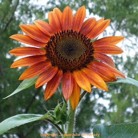 A Majestic Autumn Beauty Sunflower Blossom