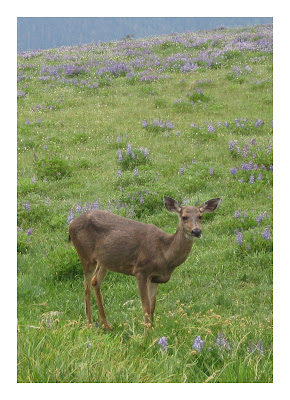 Hurricane Ridge Deer