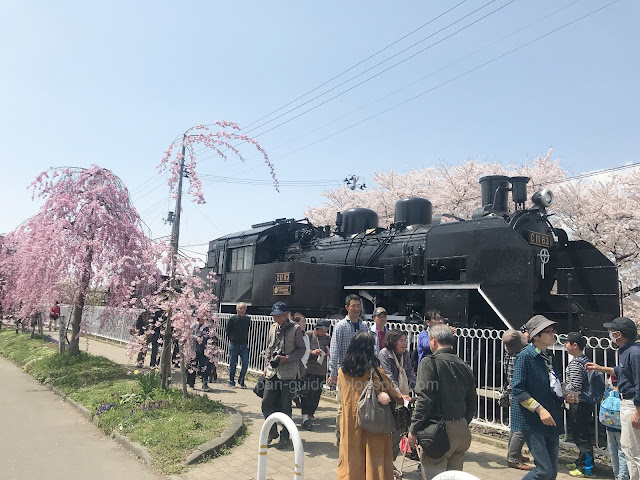 Nicchu Line Weeping Cherry Trees