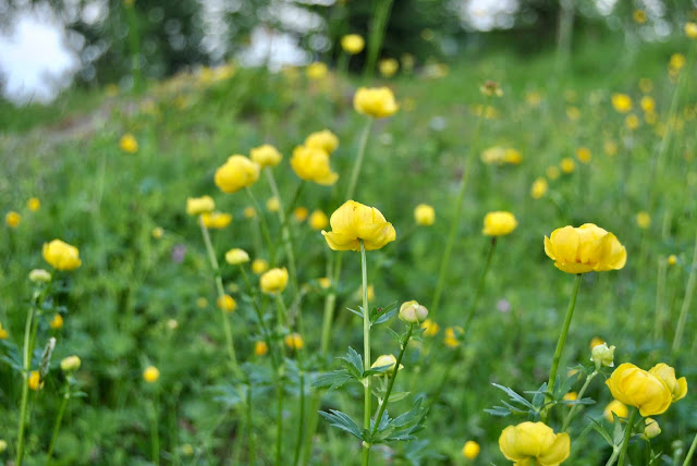 Trollius europaeus