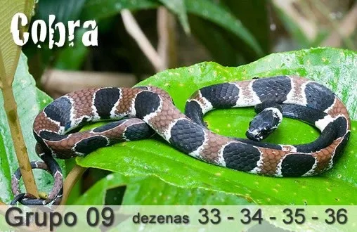 palpite do kaledri