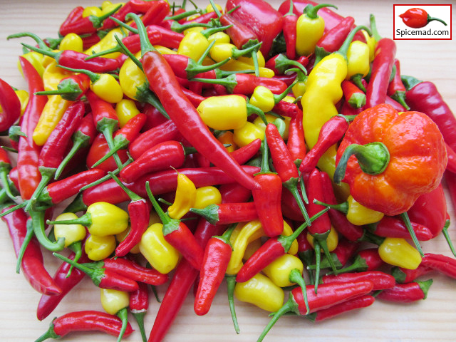 Chilli Harvest - 29th August 2019