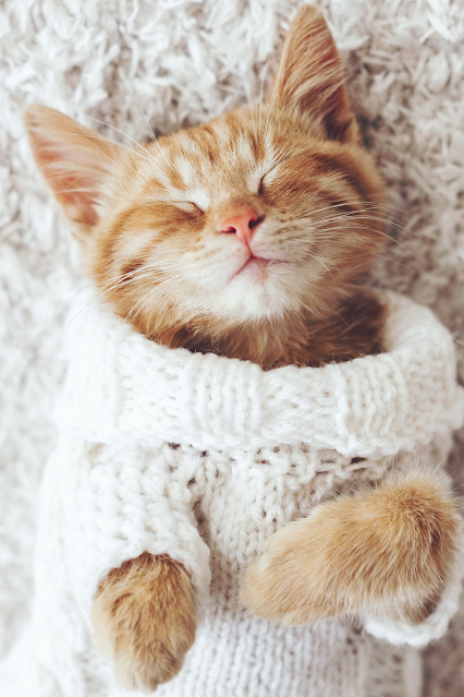 Extra cute cat wearing a sweater