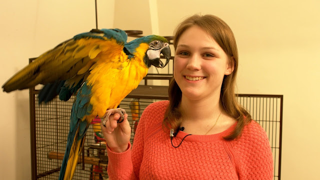 macaw cages, macaw, cages, pet, birds, bird cages, pet cages