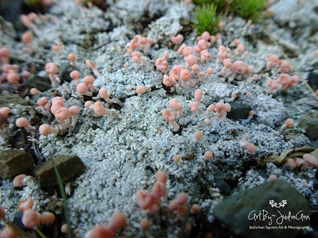 Tiny Pink Mushroom-like Lichen