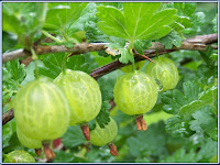 gooseberry - le groseillier - Ribes uva-crispa