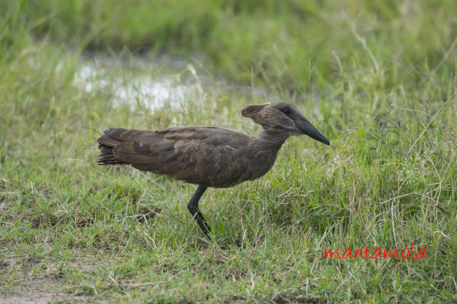 Hamerkop (Scopus umbretta)