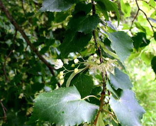 Tilia cordata