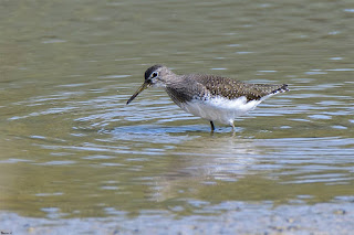 andarrios-grande-tringa-ochropus-posado-en-agua-