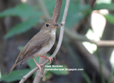 Brown Chested Jungle Flycatcher in Bidadari