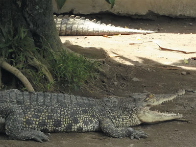 foto buaya muara 06