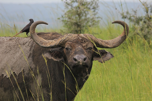 African Buffalo