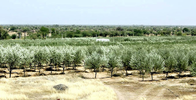 دامەزراندن وبەرێوەبردنى باخی زەیتونOlive tree farm