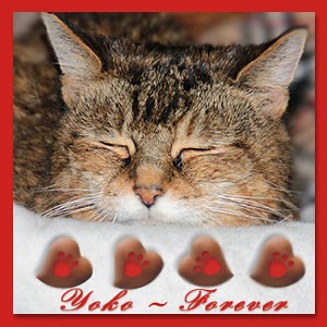 http://wildcatwoodscats.blogspot.com/2013/12/sweet-dreams-yoko.html