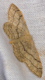 Riband Wave, Idaea aversata.  Keston Common moth trap, 2 July 2011.