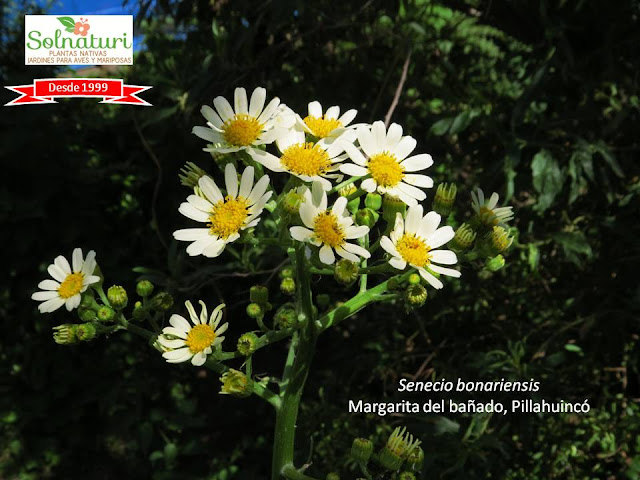 Senecio bonariensis Margarita del bañado Pillahuinco flores