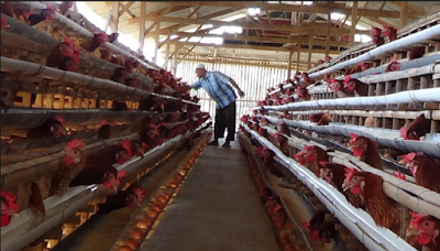  Beternak Ayam Petelur