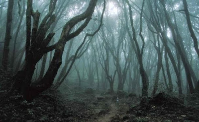 7 Hutan Paling Angker dengan Berbagai Kisah Misteri yang Menyeramkan