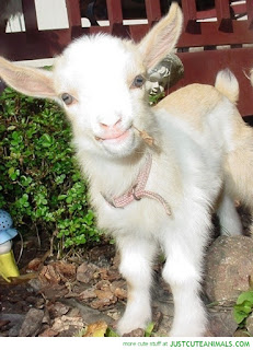 Hati-hati Jika Anda Makan Nasi Berlaukkan Kambing