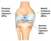 ANATOMY OF MCL