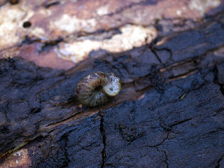 Escargot du Québec