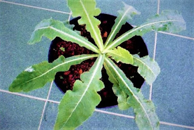 35+ Manfaat Tempuyung (Daun, Batang, Akar) adalah tanaman obat yang bisa memberikan manfaat atau khasiat bagi kesehatan 35+ Manfaat Tempuyung (Daun, Batang, Akar)