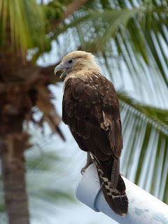 Caracara à tête jaune - Milvago chimachima