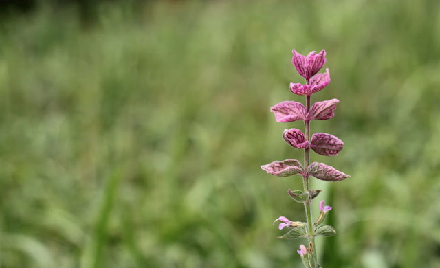 Annual Clary Sage