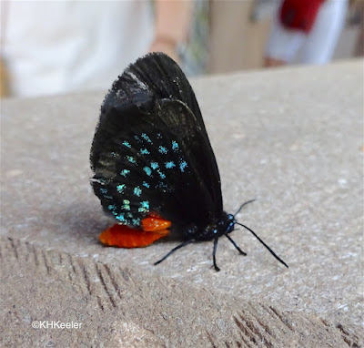 Eumaeus atala, the atala butterfly