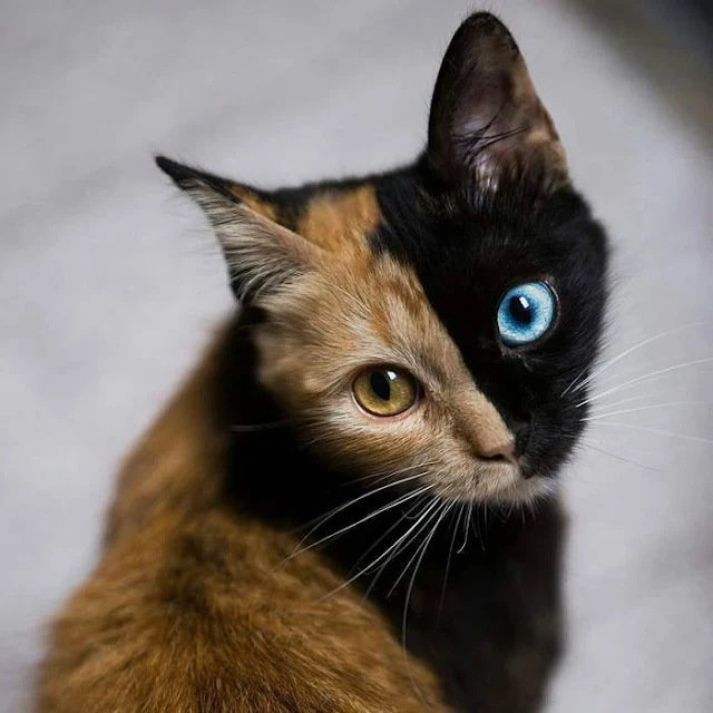 Introducing-Quimera-the-Breathtaking-Feline-with-T͏wo͏-D͏i͏ffe͏r͏e͏n͏t͏-Fa͏c͏e͏s͏-cats-stories