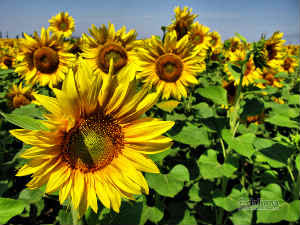 Sun Flower Story blog