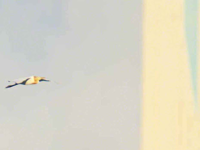 bird, Cattle Egret, flight, Kin Town, Okinawa, power-plant