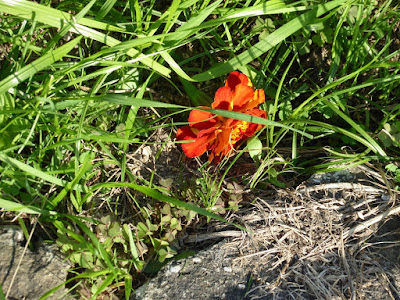 花博記念公園鶴見緑地 マリーゴールド