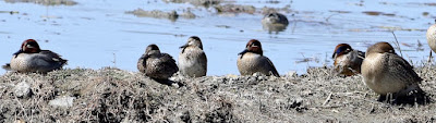 Green-winged Teal - winter visitor