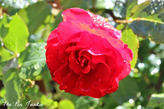 red rose