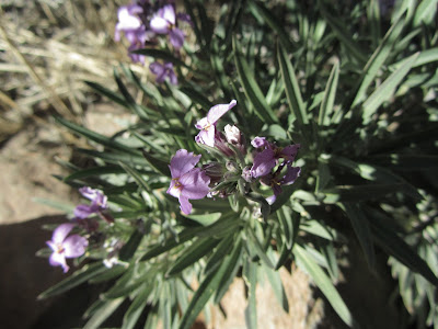 Erysimum scoparium - Cruciferae / Alheli