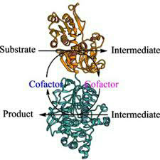 division of enzymes, classification of enzyme, reaction of enzyme and substrate