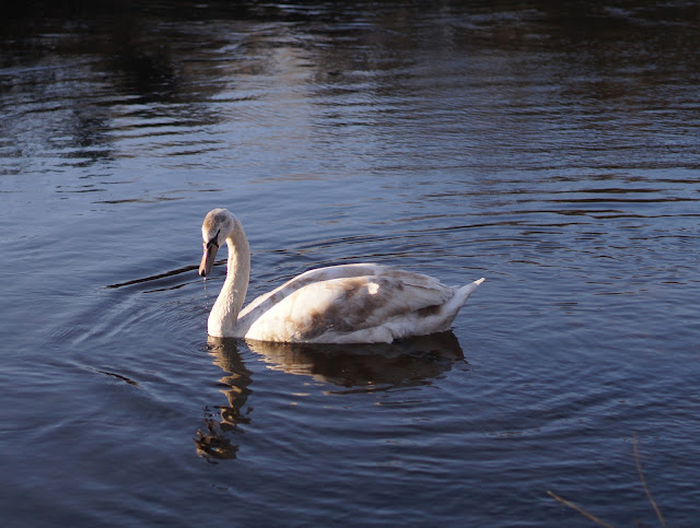 Norfolk Boxing day countryside in pictures