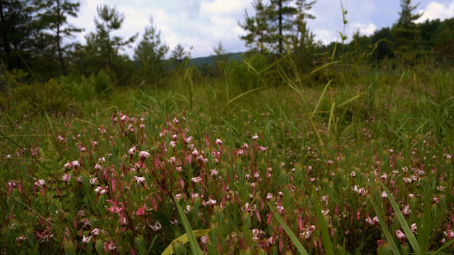 Cranberries blooming in Cranberry Swamp, Clinton County, Pa