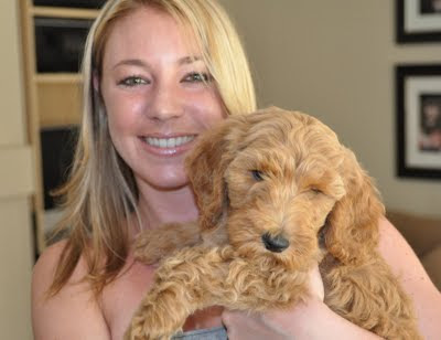 goldendoodle puppies california. Goldendoodle Breeder]