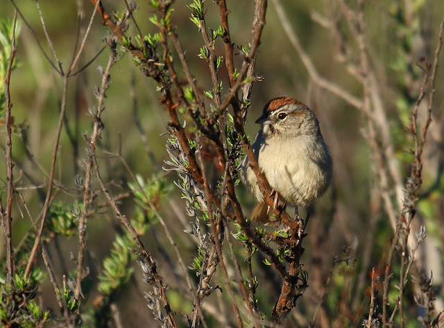 Rufous-crowned Sparrow