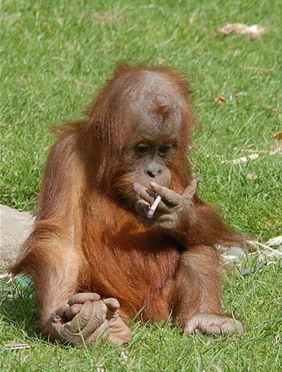 Monkey Addicted to Cigarette Seen On www.coolpicturegallery.us