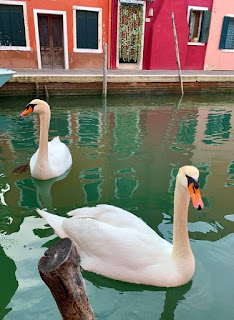 Effects of COVID-19 on our environment  , swan images ,swans are back in venice canals