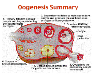 Oogenesis