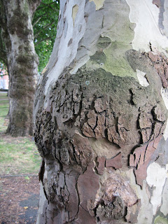 Tree bark