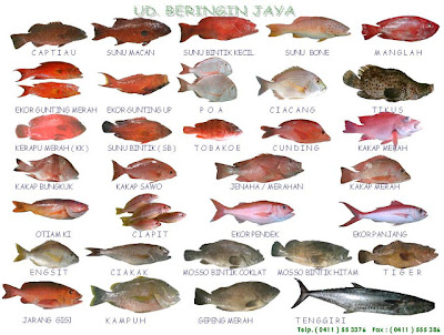 Pecinta Ikan Bakar: Poster Ikan
