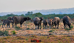 kerbau liar di savana bekol, taman nasional baluran, destinasi wisata jawa timur