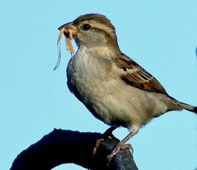 "House Sparrow - Passer domesticus,resident pwrched on a curved bark of a tree with building material in its beak."